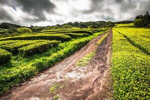 Portugal azores islas sao miguel té plantación foto