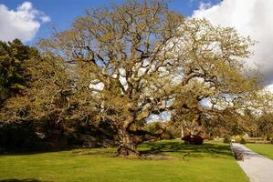 Gardens Muckross Killarney National Park, Ireland photo