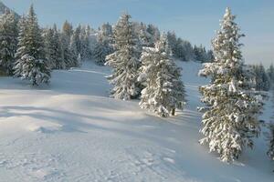 maravilloso invierno paisaje con arboles y nieve foto