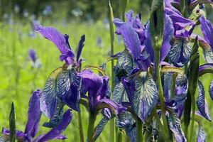 iris flowers in the garden photo
