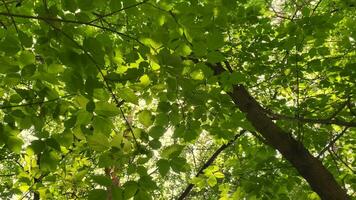 Sonnenstrahlen machen ihr Weg durch das Laub von ein großartig Grün Baum video