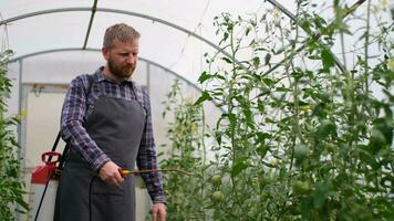 Farmer Geschäftsmann, wachsend Tomaten, Gemüse Geschäft, Gewächshaus mit Tomaten, erfolgreich Bauernhof Eigentümer. Farmer Arbeiter Sprühen Tomate Pflanzen im ein Gewächshaus video