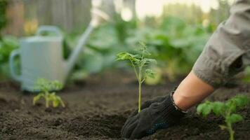 tomate planta, plantando verduras, granja negocio. manos de un granjero mientras plantando un planta en el jardín video