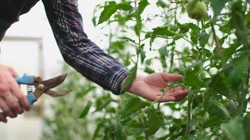 contadino uomo d'affari, in crescita pomodori, verdura attività commerciale, serra con pomodori, riuscito azienda agricola proprietario. contadino lavoratore è coltivando pomodoro germogli utilizzando forbici. video