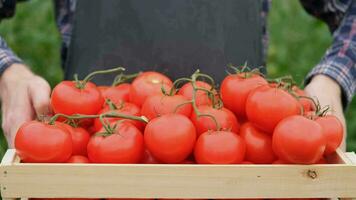 granjero empresario, creciente Tomates, vegetal negocio, invernadero con Tomates, exitoso granja dueño. retrato de un granjero participación un caja de Tomates en un invernadero. de cerca video