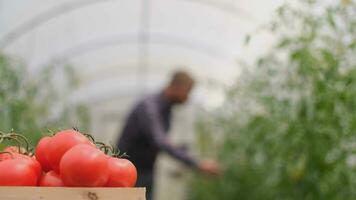 agriculteur homme d'affaire, croissance tomates, légume entreprise, serre avec tomates, réussi ferme propriétaire. agriculteur ouvrier contrôles le croissance de tomates en utilisant une tablette ordinateur. boîte de tomates video