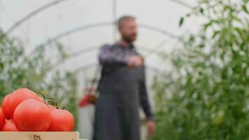 Farmer Geschäftsmann, wachsend Tomaten, Gemüse Geschäft, Gewächshaus mit Tomaten, erfolgreich Bauernhof Eigentümer. männlich Farmer Sträusel Tomate Pflanzen im das Gewächshaus mit Düngemittel video