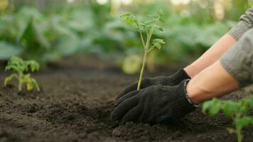 tomat växt, plantering grönsaker, bruka företag. händer av en jordbrukare medan plantering en växt i en vegetabiliska trädgård. vattning de trädgård video