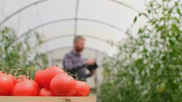 agriculteur homme d'affaire, croissance tomates, légume entreprise, serre avec tomates, réussi ferme propriétaire. agriculteur ouvrier contrôles le croissance de tomates en utilisant une tablette. video