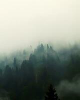 un misterioso brumoso bosque en un montaña con alto pino árboles, brumoso paisaje con abeto bosque en Clásico retro estilo. selectivo enfocar, ruido efecto incluido, sobreexpuesto efecto. foto