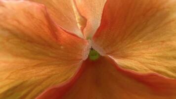 Close up of orange flower blooming in park. photo