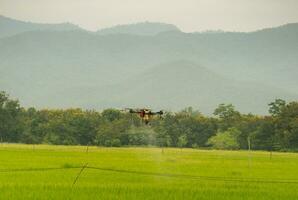 Agriculture drones flying about sweet corn fields to spray fertilizer is an agricultural smart farm business concept with a mountain background. photo
