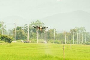 Agriculture drones flying about sweet corn fields to spray fertilizer is an agricultural smart farm business concept with a mountain background. photo