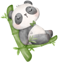 baby panda met bamboe waterverf, baby douche kinderkamer dier illustratie png