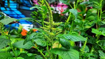 a plant with green leaves and flowers in a garden photo