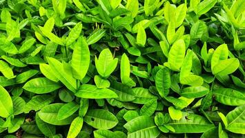 verde hojas antecedentes. natural verde hojas textura. verde hojas antecedentes. foto