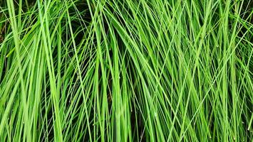 Green grass texture background. Close up of green grass texture background. photo