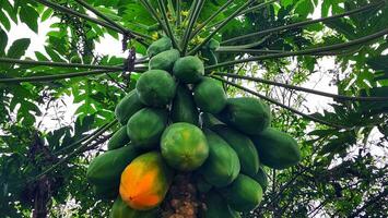 Papaya tree with ripe fruits and green leaves on the branches photo