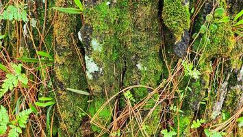 verde musgo en el ladrar de un antiguo árbol en el bosque. foto