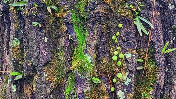 Tree bark texture background with green moss and lichen on it. photo