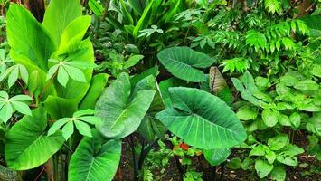 Tropical plants in the botanical garden, closeup of photo