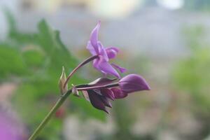 Spathoglottis plicata or purple soil Orchid flower with blurry background photo