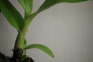 close up macro of green orchid leaves with a blurred background, in front of the house photo