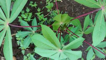 close up view of young cassava leaves in rural plantation photo