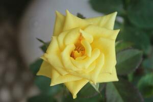 a yellow rose in bloom with a blurred background photo