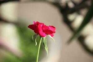 a red rose in bloom with a blurred background photo