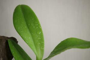 cerca arriba macro de verde orquídea hojas con un borroso fondo, en frente de el casa foto