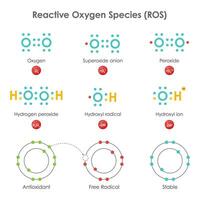 Reactive Oxygen Species ROS biochemistry vector illustration diagram