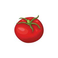 Tomato. Ripe red tomato. Fresh vegetable garden. Vegetarian product. Vector illustration isolated on a white background.