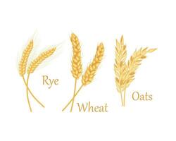 Wheat, oats and barley. Ears of cereal crops. Cereals set. Vector illustration