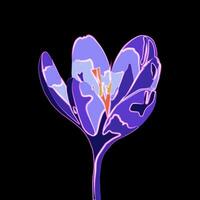 Vector isolated crocus illustration with neon effect.