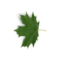 Leaf Natures The Vibrant World of Beautiful Leaves isolated on white background photo