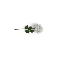 White Rose clear image graphical use item on white background photo