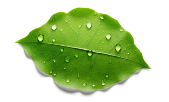 AI generated Surface Tension on a Leaf with Water Drops png