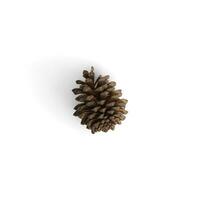 Pine cone isolated on white background high resolution image photo