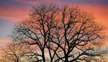 AI generated Tree Silhouetted Against Colorful Sky photo