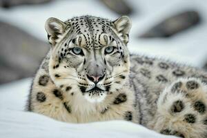 AI generated Snow Leopard in Snow Mountain photo