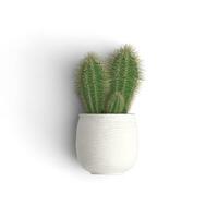 Cactus is growing on a vase plant front view image high resolution photo