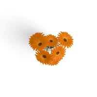 Gerbera Bouquet Orange Petals Unveiled Captivating Beauty of Flowering Plants isolated on white background photo