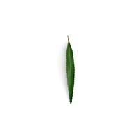 Leaf Green Canvas Painting with Beautiful Leaves isolated on white background photo