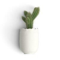 Cactus plant growing on a vase from front view image isolated on white background photo
