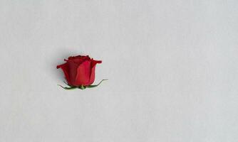 Red rose without leaf white paper texture wallpaper isolated white background photo