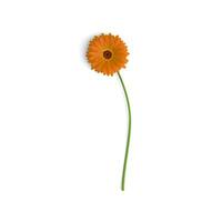 Gerbera Orange Petals and Leaves A Floral Journey isolated on white background photo