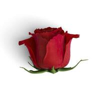 Red Rose Flower front view image high quality image for graphics photo