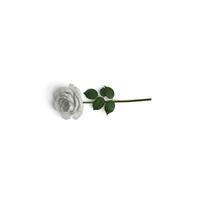 White Rose a single image view from side graphical uses photo