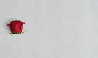 Red Rose white paper texture wallpaper isolated white background photo